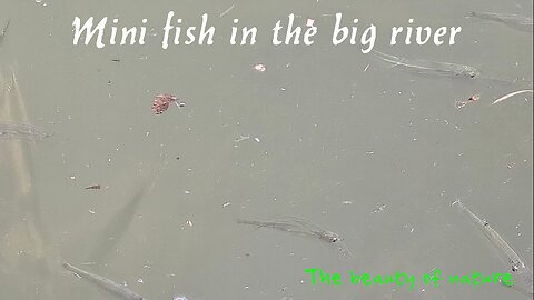 Beautiful mini fish in a river / small fish in close-up.