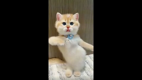 cat is dancing