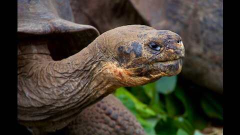 Giant turtle more than 200 years old