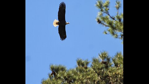 Bald eagle s give a flyby to see who’s at their best.