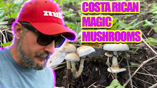 COSTA RICAN MAGIC MUSHROOMS