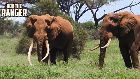 Amboseli Super-Tusker Elephant Craig | Zebra Plains Safari