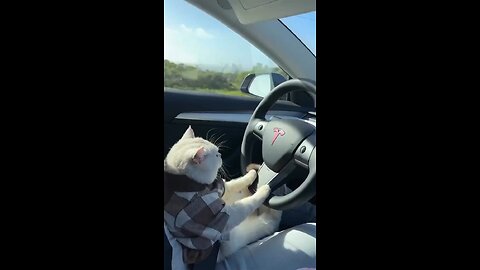 Cat 🐈 In A Tesla 😂😂😂 #funny #youtubeshorts #trendingshorts #trendingshorts #funnycomedy