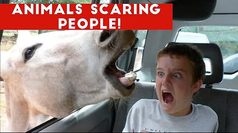 Funniest animals scaring people reaction |funnmals