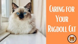 🐱 Cats 101 🐱 Your Ragdoll Cat