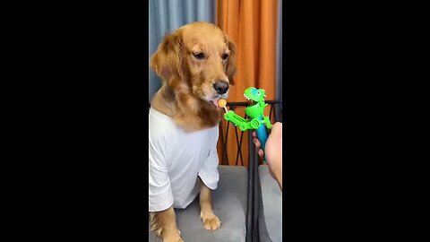 Dog_ Just because I'm good-natured doesn't mean I won't bite! funny dog videos