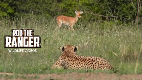 Cheetah Watches Prey | Lalashe Maasai Mara Safari