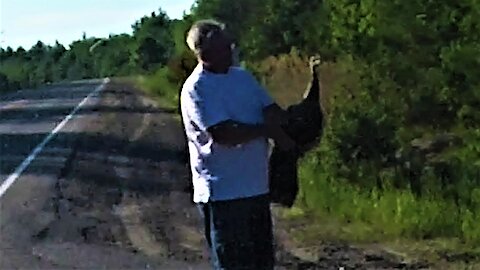 Motorist stops to help wild turkey, forms strong attachment