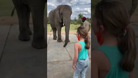 elefante imita a garotinha 😲😲