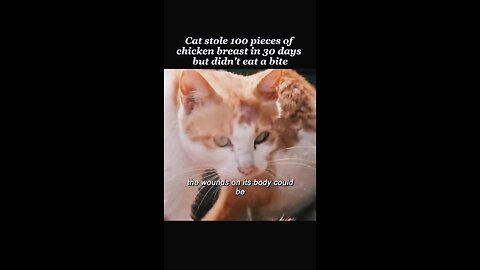 Cat Stole 100 Pieces || Of Chicken 🍗 Breast || In 30 Days But Didn't Eat A Bite 2023