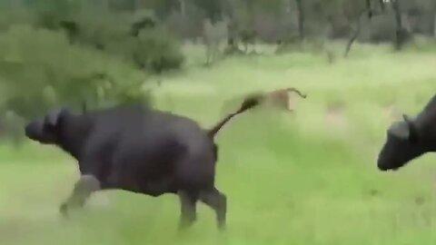 Wildlife World ,lion hunting zebra and eating .lion attack buffalo in this video