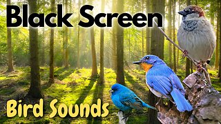 Birds in The Forest Sounds | Black Screen | 10 Hours