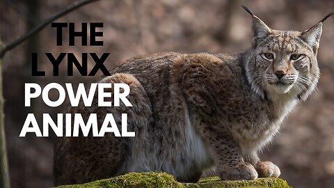 The Lynx Power Animal