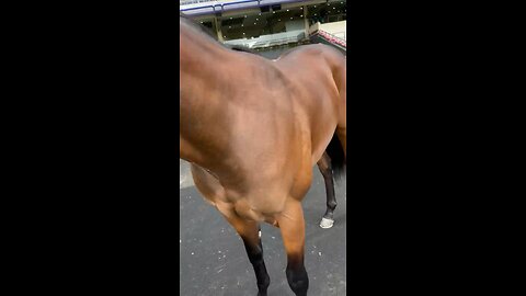 Honorary American getting ready for the Windsor Castle Stakes #RoyalAscot