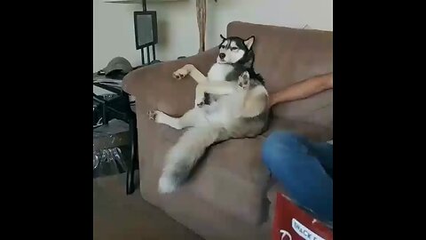 Huskies really enjoy lying on the sofa!