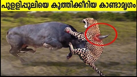 10 Times Leopards Messed With The Wrong Opponent - 10 TIMES ANIMALS MESSED WITH THE WRONG OPPONENT!