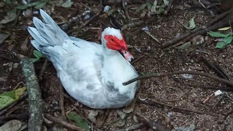 Some of my Muscovy Ducks, 01/06/2020