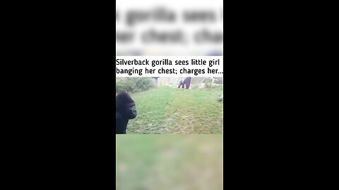 Angry Gorilla tried to attack