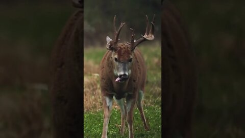 Summer Velvet vs November Rut