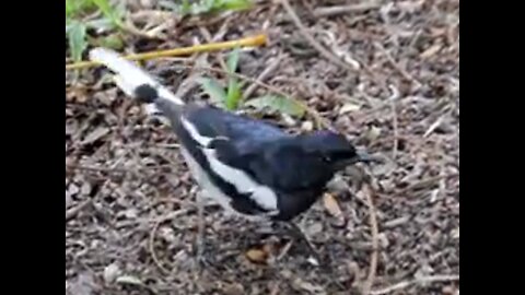 The magpie is eating its prey on the ground.