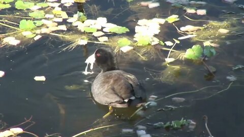mallard duck eating in a pond