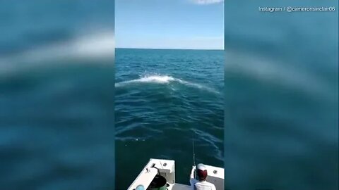 shark leaps onto a boat deck