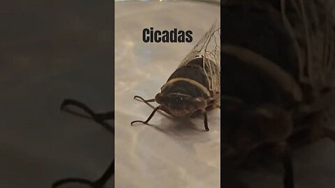 Closeup of the most annoying bug in Arizona #cicada #short #insects