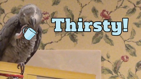 Einstein the Parrot is thirsty and requests some water