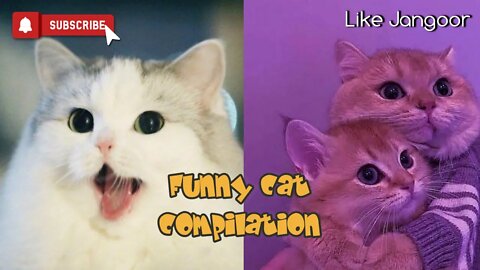 Funniest Cat - Cute and Funny Baby Cat Videos Compilation #6