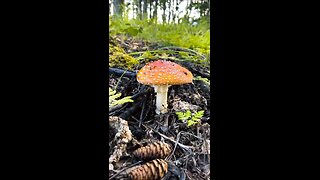 Alaskan Rainbow and Mushroom
