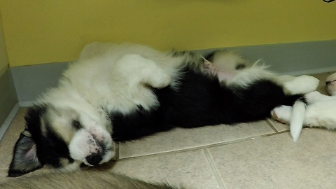 Puppies' first visit to the vet is a cuteness overload