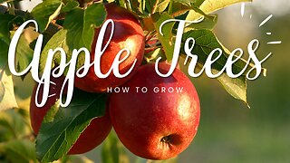 How to Grow Apple Trees