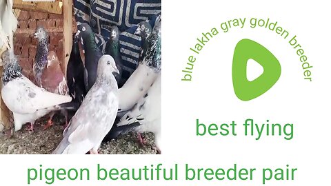 New parvaazi pigeon beautiful breeder pair higher flying