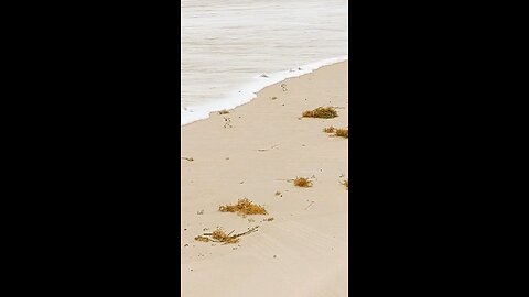 Little Birds 🐦 at the beach 🪸🌊