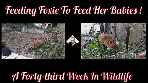 A Forty-third Week In Wildlife - Feeding Foxie To Feed Her Babies !