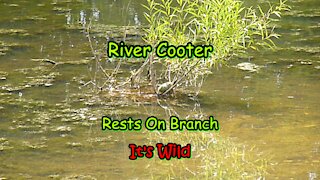 River Cooter Rests On Branch