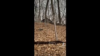 Creepy Blair witch house discovered in the woods