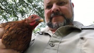 Ducks take care of blind chicken