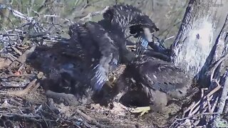 Hays Bald Eagles H16 eaglet Big Wings !2022 04 28 9:28am