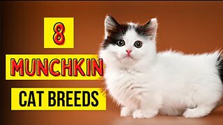 8 Munchkin Cat Breeds