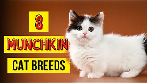 8 Munchkin Cat Breeds