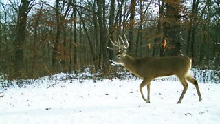 Chain Reaction Whitetails | Destination Whitetail