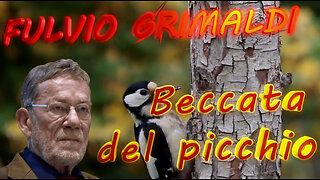 “ Beccata del Picchio “ Rubrica a cura del giornalista Fulvio Grimaldi - Puntata n. 2