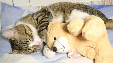 A Cat and His Teddy Bear