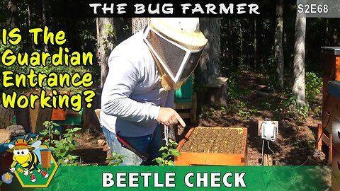 Does the Guardian Entrance Work? Checking all of the hives for hive beetles and stores.
