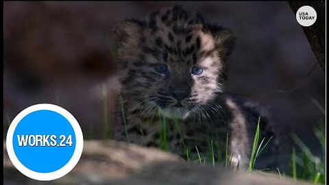 Twin Amur leopard cubs born at San Diego Zoo | Works24