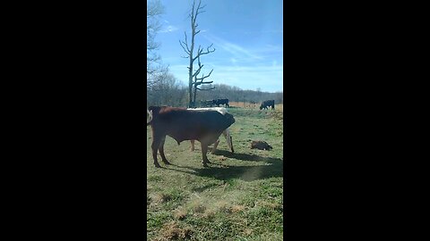 Filming the calf sleeping. The rest of the herd just hanging out. Bull is very rude with his nose.