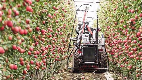 How to produce millions of Apple Tree - Apple Seedlings Production -Apple Farming And Harvesting