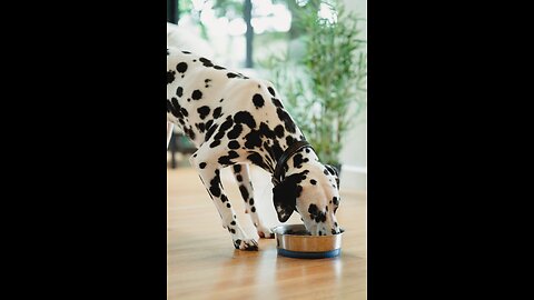 Best Four Healthy Dog Food Toppers