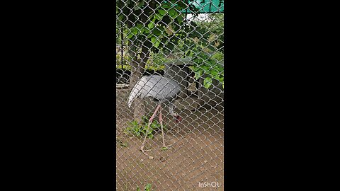 Sarus crane